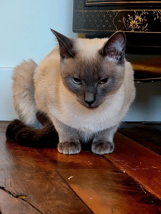 Dunstable Animal Clinic Picture 3