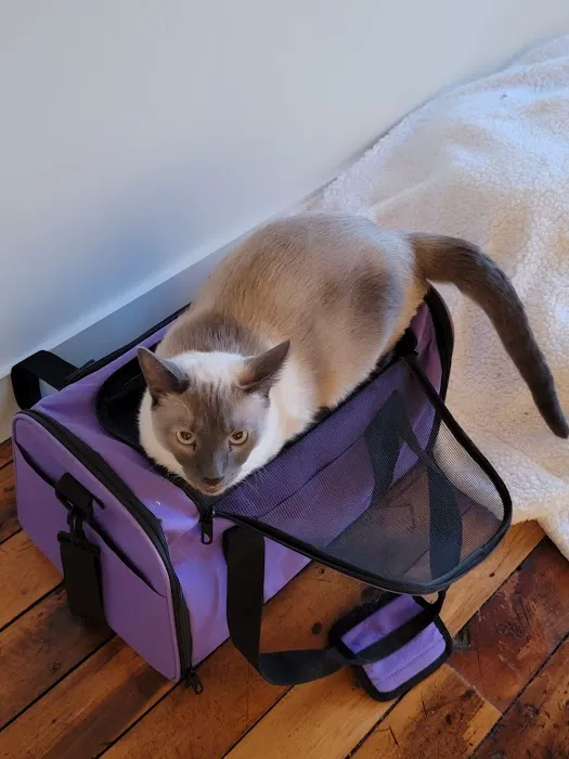 Dunstable Animal Clinic Picture 1