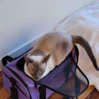 Dunstable Animal Clinic ico