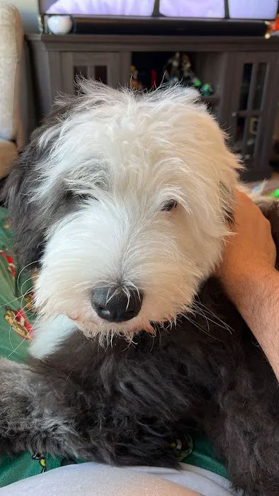 Dunstable Animal Clinic Picture 5