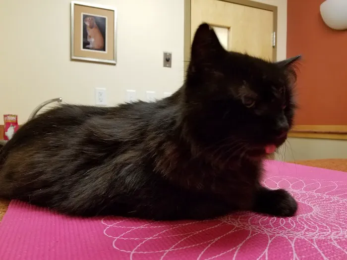 Countryside Veterinary Hospital Picture 4