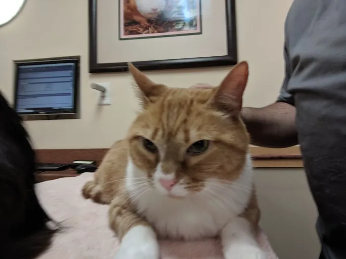 Countryside Veterinary Hospital Picture 6