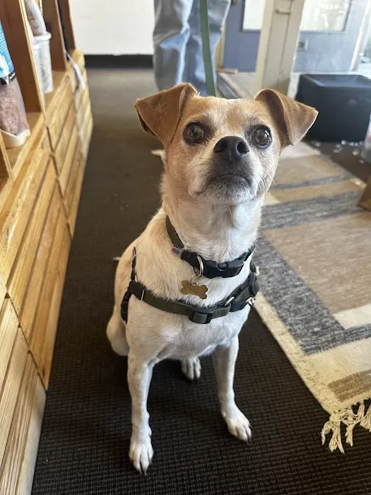 Jeffrey's Natural Pet Foods Castro Pop Up Picture 1