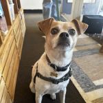 Jeffrey's Natural Pet Foods Castro Pop Up