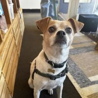 Jeffrey's Natural Pet Foods Castro Pop Up ico