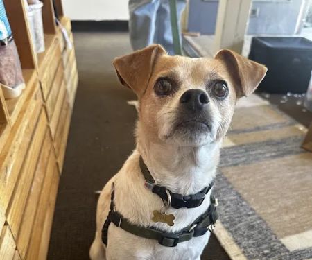 Jeffrey's Natural Pet Foods Castro Pop Up