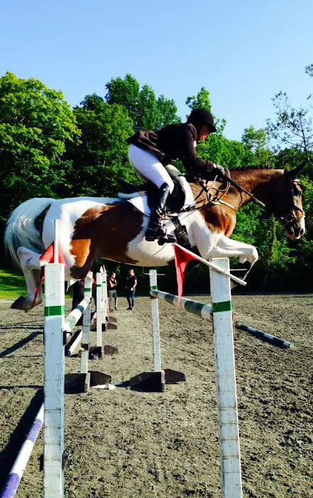 North Bridge Equine Associates Picture 2