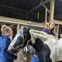 North Bridge Equine Associates ico