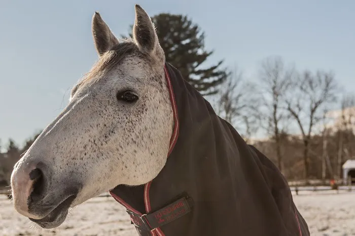 North Bridge Equine Associates Picture 4