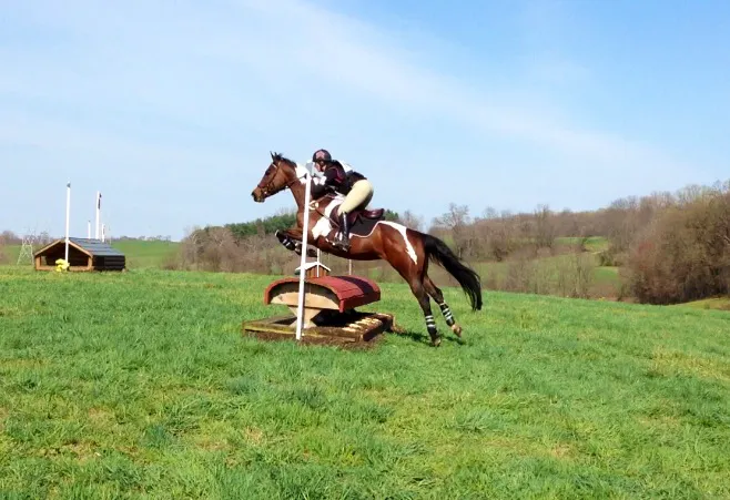 North Bridge Equine Associates Picture 3