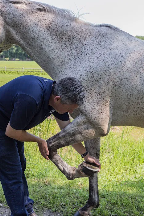 North Bridge Equine Associates Picture 6