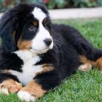 Countryside Animal Hospital