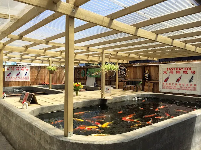 East Bay Koi Picture 1