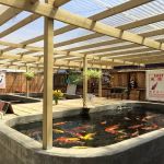 East Bay Koi