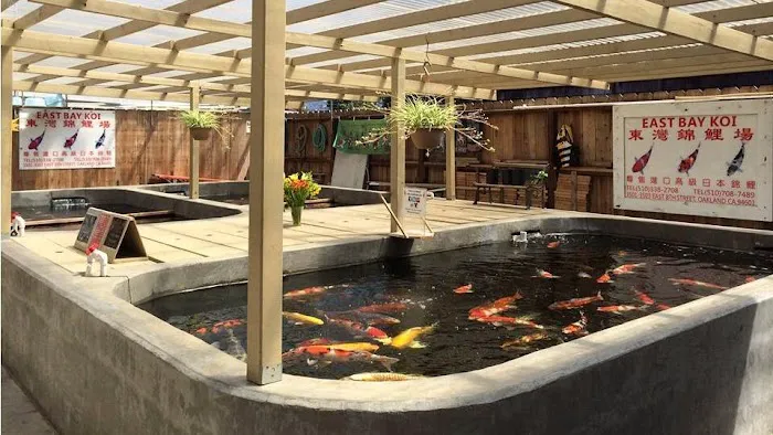 East Bay Koi Picture 2