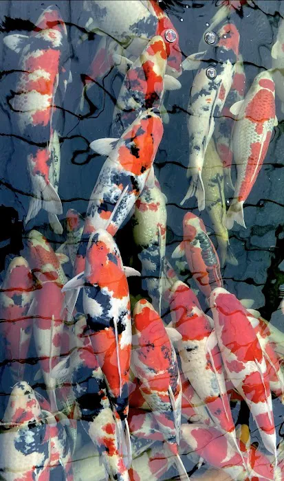 East Bay Koi Picture 3