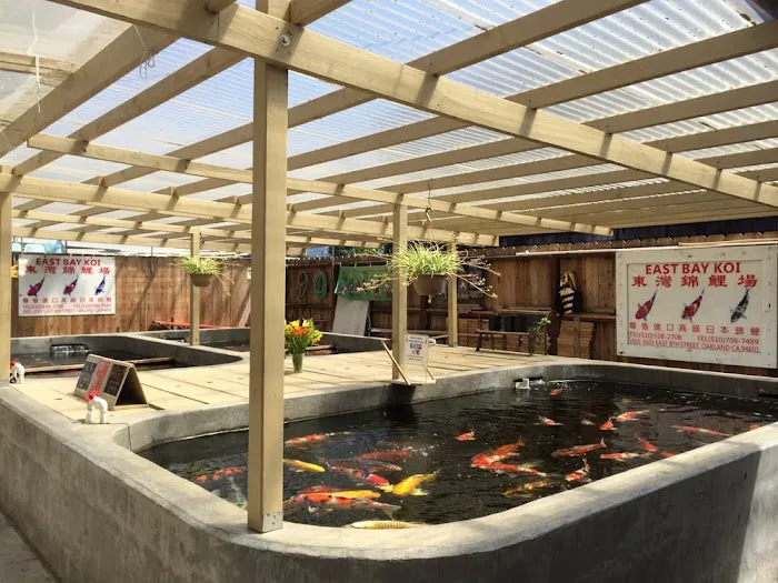 East Bay Koi Picture 5