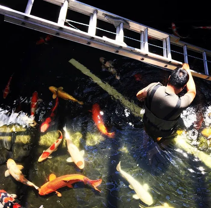 East Bay Koi Picture 6