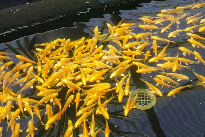 East Bay Koi Picture 8