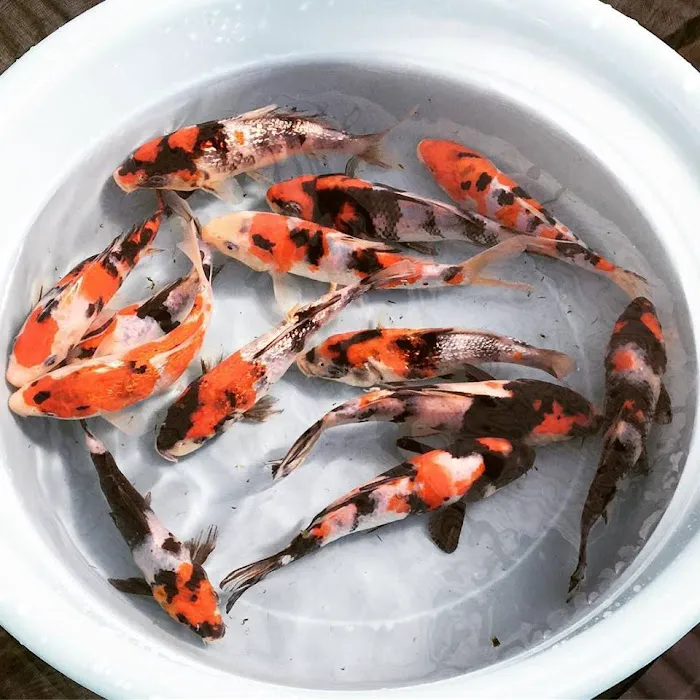 East Bay Koi Picture 10