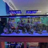 High Tide Aquatics ico