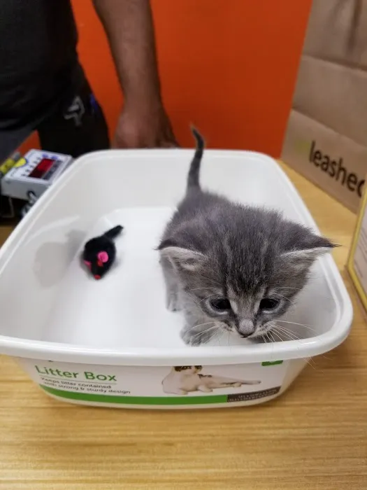 Unleashed by Petco Picture 5