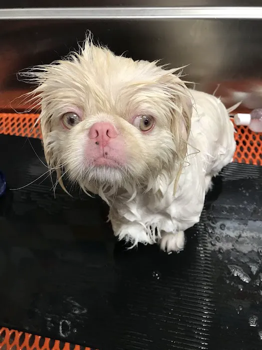 Unleashed by Petco Picture 6