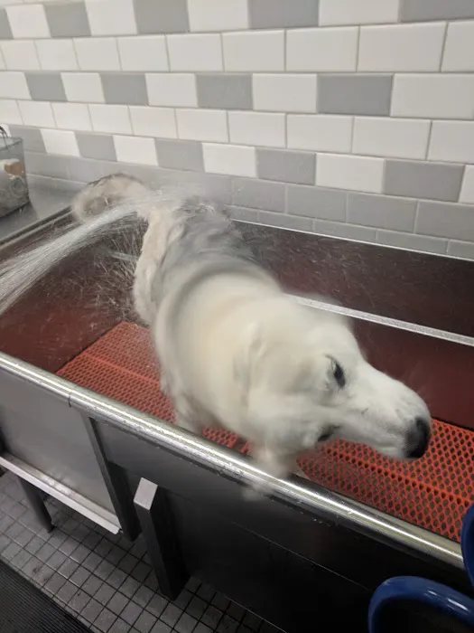 Unleashed by Petco Picture 4