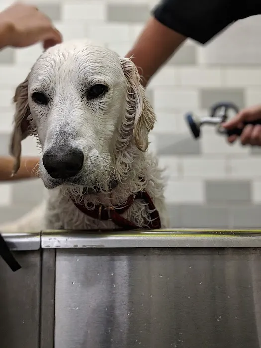 Unleashed by Petco Picture 7