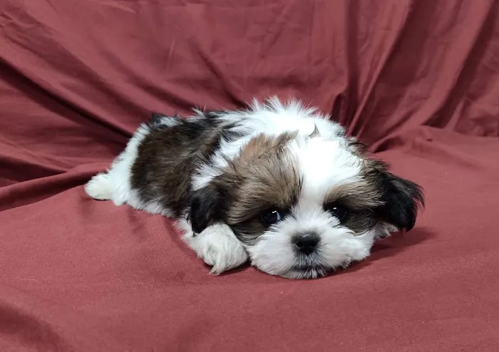 Unleashed by Petco Picture 10