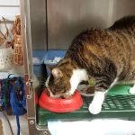 Kingston Animal Hospital