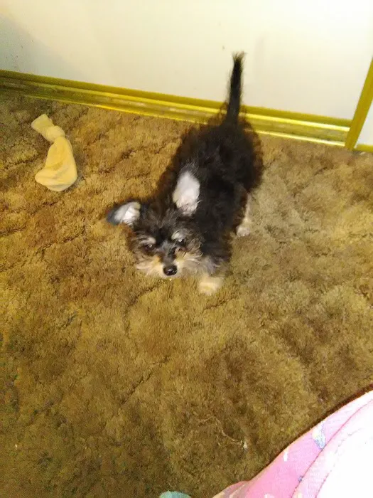 Petvet Petfood Picture 8