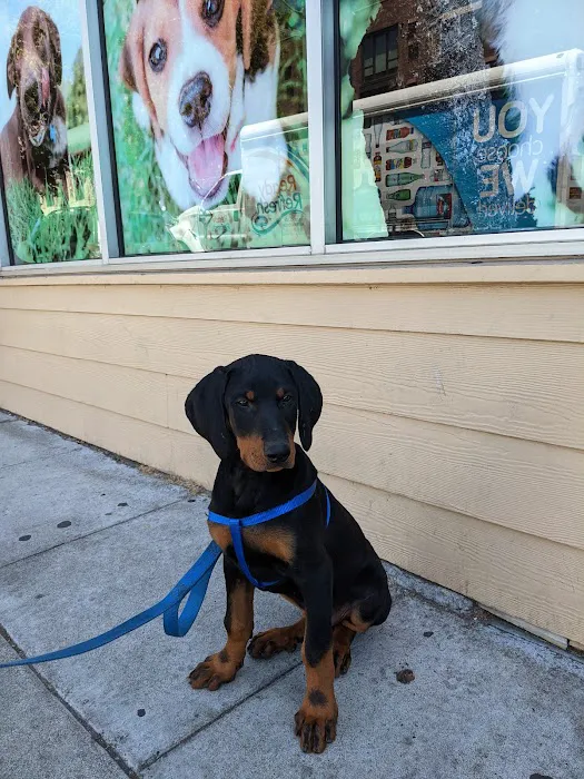 Petvet Petfood Picture 10