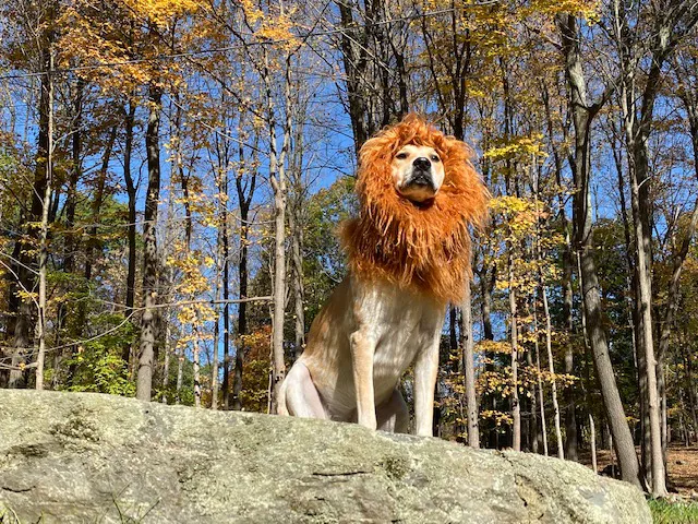 Rhinebeck Animal Hospital Picture 7