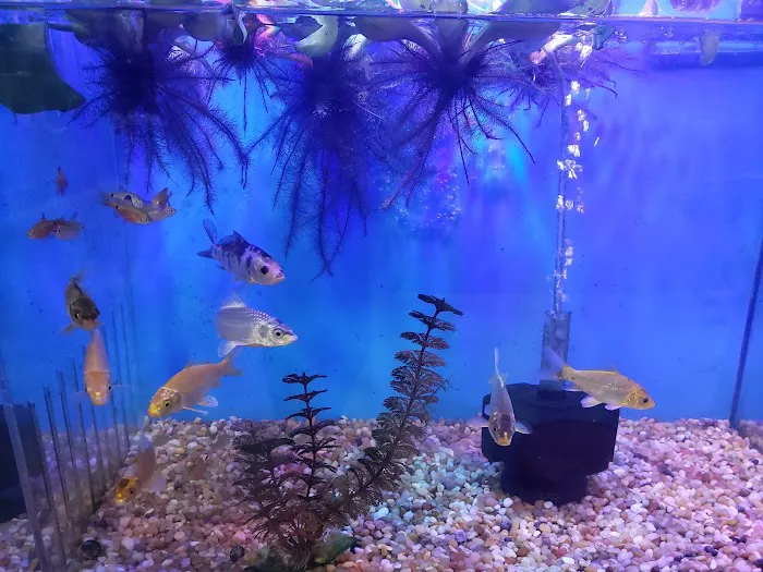 Bay Bridge Aquarium Picture 8
