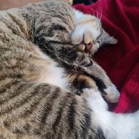 Animal Emergency Clinic of The Hudson Valley ico