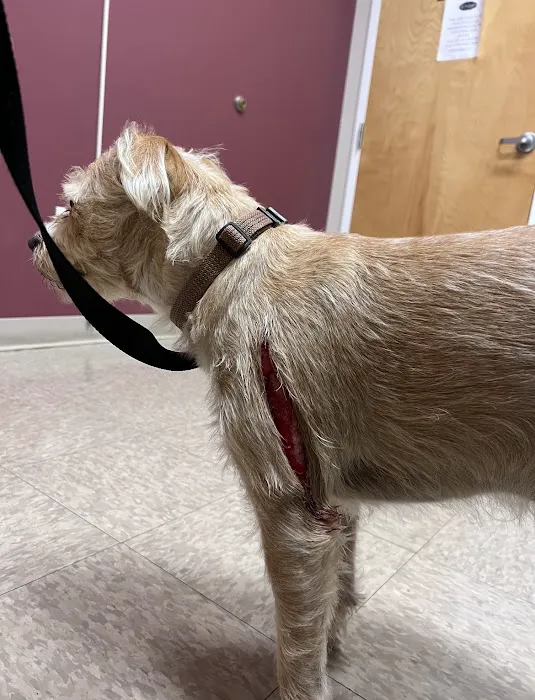 Animal Emergency Clinic of The Hudson Valley Picture 4