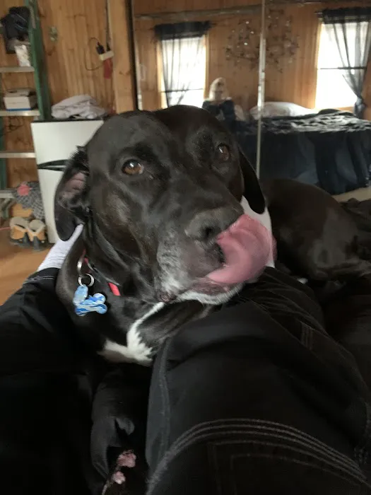 Animal Emergency Clinic of The Hudson Valley Picture 5
