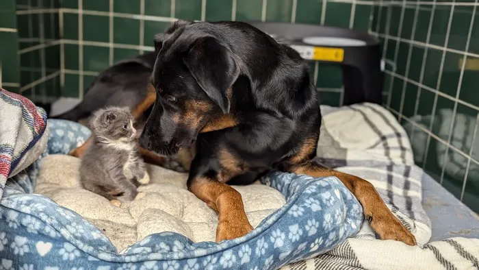 Animal Emergency Clinic of The Hudson Valley Picture 8