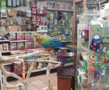 Your Basic Bird