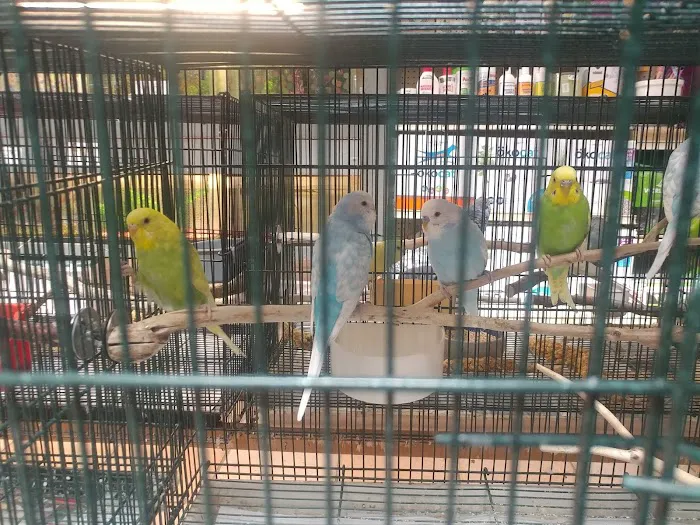 Your Basic Bird Picture 2