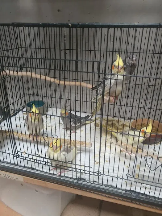 Your Basic Bird Picture 4