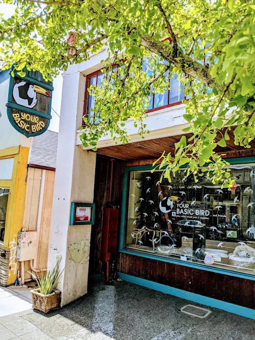 Your Basic Bird Picture 3