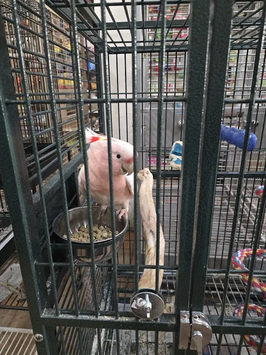 Your Basic Bird Picture 6