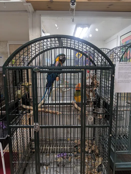 Your Basic Bird Picture 7