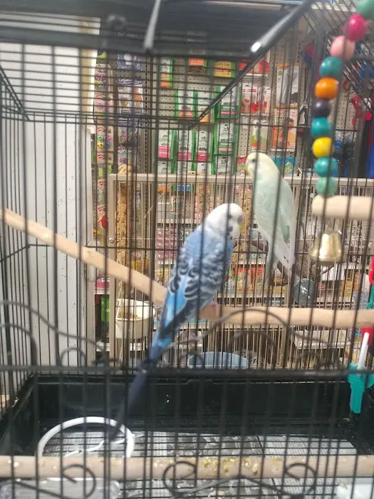 Your Basic Bird Picture 9