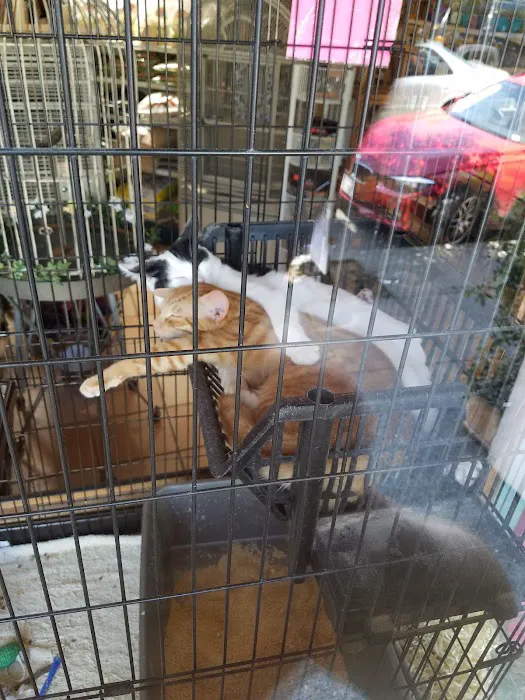 Your Basic Bird Picture 8