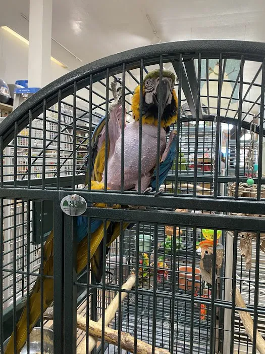 Your Basic Bird Picture 10