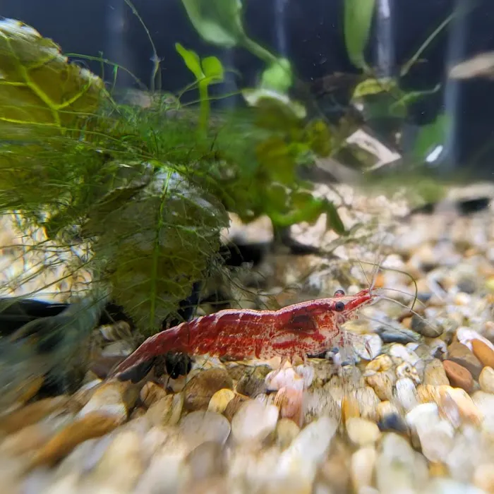 The Fish Barn Picture 9