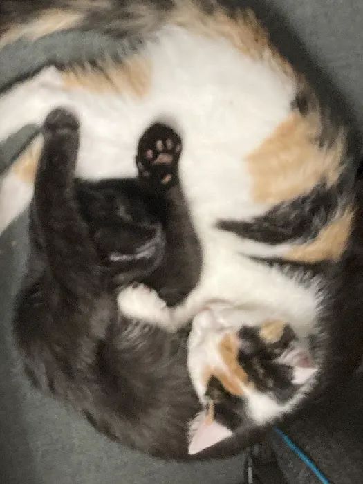 Vetco Total Care Animal Hospital Picture 6